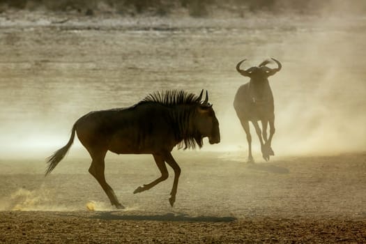 Two Blue wildebeest running in fight in sand dry land in Kgalagadi transfrontier park, South Africa ; Specie Connochaetes taurinus family of Bovidae