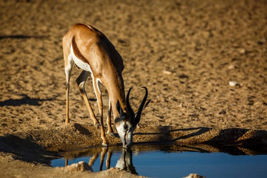 Springbok drinking at waterhole in Kgalagari transfrontier park, South Africa ; specie Antidorcas marsupialis family of Bovidae