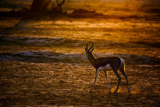 Springbok walking front of sun at dawn in Kgalagari transfrontier park, South Africa ; specie Antidorcas marsupialis family of Bovidae