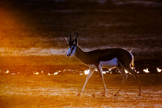 Springbok walking front of sun at dawn in Kgalagari transfrontier park, South Africa ; specie Antidorcas marsupialis family of Bovidae