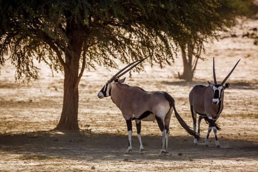 Two South African Oryx cool down under tree shadow in Kgalagadi transfrontier park, South Africa; specie Oryx gazella family of Bovidae