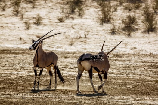 Two South African Oryx dueling in dry land in Kgalagadi transfrontier park, South Africa; specie Oryx gazella family of Bovidae