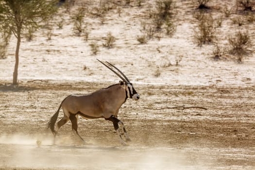 South African Oryx running in ssand of desert land in Kgalagadi transfrontier park, South Africa; specie Oryx gazella family of Bovidae