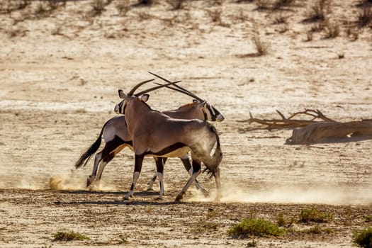 Two South African Oryx dueling in dry land in Kgalagadi transfrontier park, South Africa; specie Oryx gazella family of Bovidae