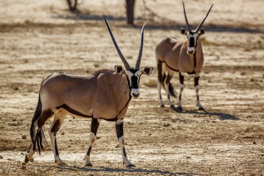 Two South African Oryx standing in dry land in Kgalagadi transfrontier park, South Africa; specie Oryx gazella family of Bovidae