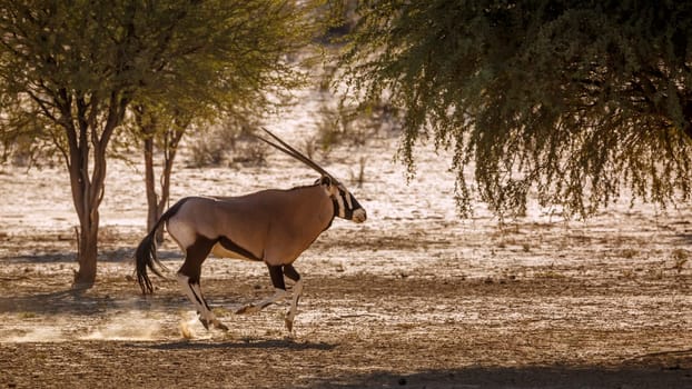 South African Oryx running in dry land in Kgalagadi transfrontier park, South Africa; specie Oryx gazella family of Bovidae