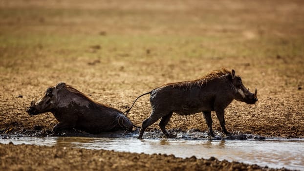 Two common warthog in waterhole in Kgalagadi transfrontier park, South Africa; Specie Phacochoerus africanus family of Suidae