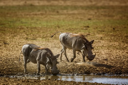 Two common warthog in waterhole in Kgalagadi transfrontier park, South Africa; Specie Phacochoerus africanus family of Suidae