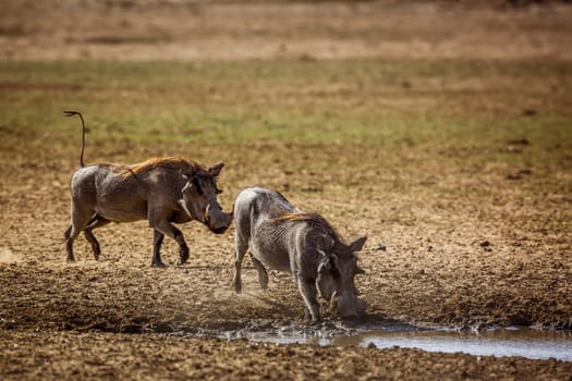 Two common warthog in waterhole in Kgalagadi transfrontier park, South Africa; Specie Phacochoerus africanus family of Suidae