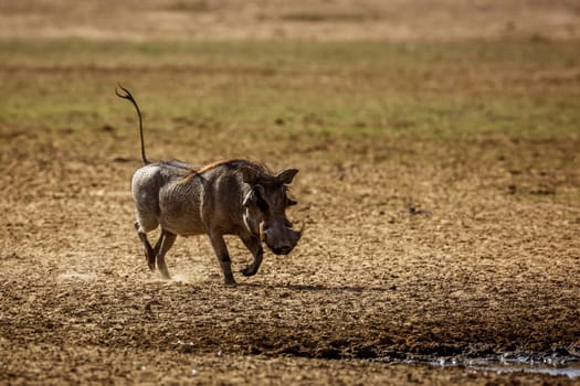 Common warthog running front view to waterhole in Kgalagadi transfrontier park, South Africa; Specie Phacochoerus africanus family of Suidae