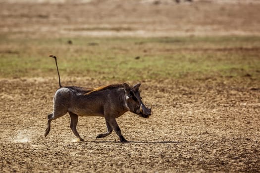 Common warthog running in dry land in Kgalagadi transfrontier park, South Africa; Specie Phacochoerus africanus family of Suidae