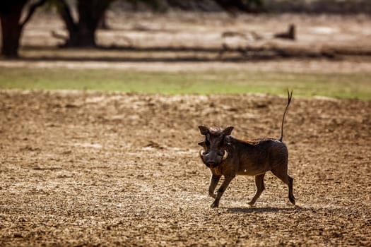 Common warthog running in dry land in Kgalagadi transfrontier park, South Africa; Specie Phacochoerus africanus family of Suidae