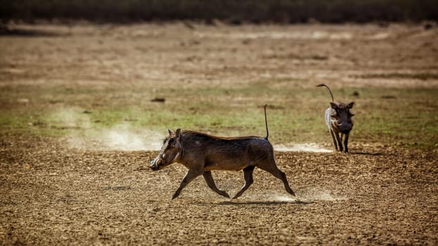 Two Common warthog in Kgalagadi transfrontier park, South Africa; Specie Phacochoerus africanus family of Suidae