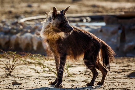 Brown hyena standing front view en dry land in Kgalagadi transfrontier park, South Africa; specie Parahyaena brunnea family of Hyaenidae