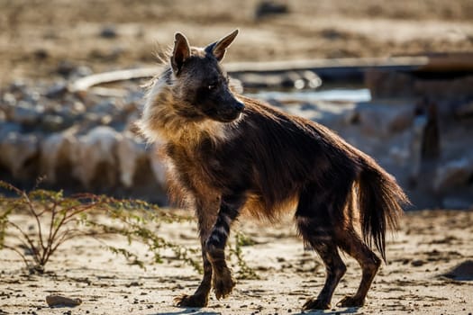 Brown hyena standing front view en dry land in Kgalagadi transfrontier park, South Africa; specie Parahyaena brunnea family of Hyaenidae