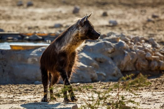 Brown hyena standing front view en dry land in Kgalagadi transfrontier park, South Africa; specie Parahyaena brunnea family of Hyaenidae