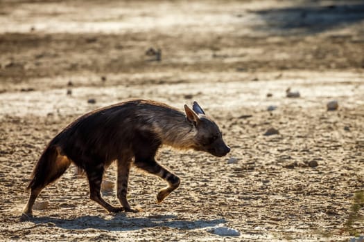 Brown hyena walking in dry land in Kgalagadi transfrontier park, South Africa; specie Parahyaena brunnea family of Hyaenidae