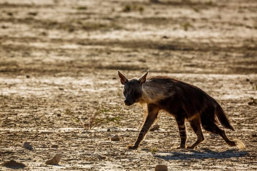 Brown hyena walking in dry land in Kgalagadi transfrontier park, South Africa; specie Parahyaena brunnea family of Hyaenidae