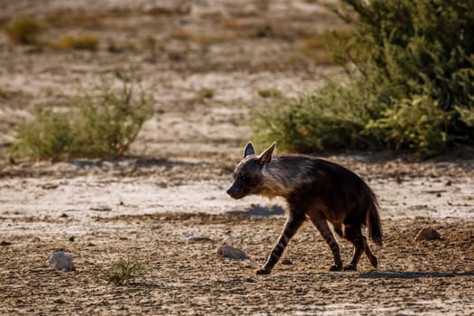 Brown hyena walking in dry land in Kgalagadi transfrontier park, South Africa; specie Parahyaena brunnea family of Hyaenidae