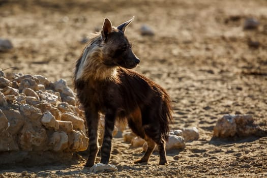 Brown hyena standing front view en dry land in Kgalagadi transfrontier park, South Africa; specie Parahyaena brunnea family of Hyaenidae