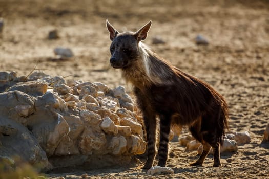 Brown hyena standing front view en dry land in Kgalagadi transfrontier park, South Africa; specie Parahyaena brunnea family of Hyaenidae