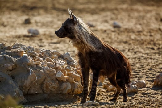 Brown hyena standing front view en dry land in Kgalagadi transfrontier park, South Africa; specie Parahyaena brunnea family of Hyaenidae