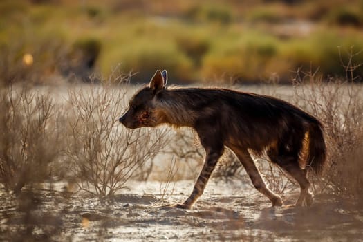 Brown hyena walking in scrubland in Kgalagadi transfrontier park, South Africa; specie Parahyaena brunnea family of Hyaenidae