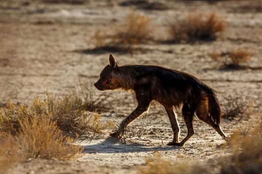 Brown hyena walking backlit in shrubland in Kgalagadi transfrontier park, South Africa; specie Parahyaena brunnea family of Hyaenidae