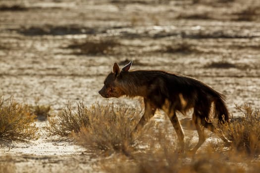 Brown hyena walking backlit in shrubland in Kgalagadi transfrontier park, South Africa; specie Parahyaena brunnea family of Hyaenidae