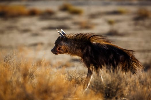 Injured Brown hyena hairs up in shrub in Kgalagadi transfrontier park, South Africa; specie Parahyaena brunnea family of Hyaenidae