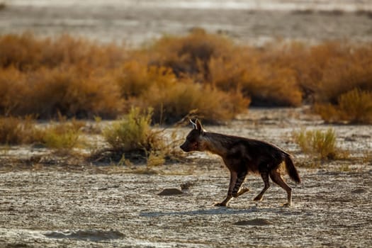 Brown hyena running in shrub land in Kgalagadi transfrontier park, South Africa; specie Parahyaena brunnea family of Hyaenidae