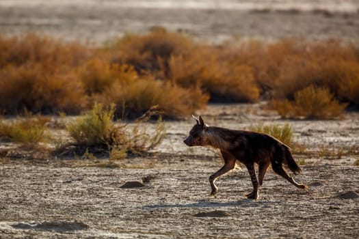 Brown hyena running in shrub land in Kgalagadi transfrontier park, South Africa; specie Parahyaena brunnea family of Hyaenidae