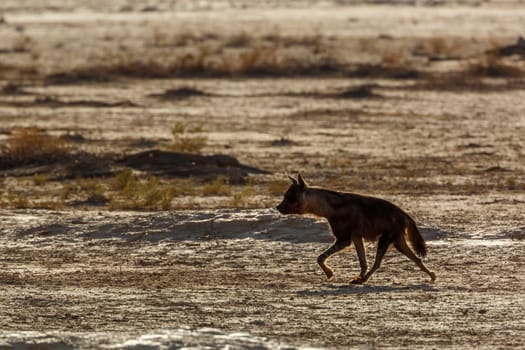 Brown hyena running in dry land in Kgalagadi transfrontier park, South Africa; specie Parahyaena brunnea family of Hyaenidae