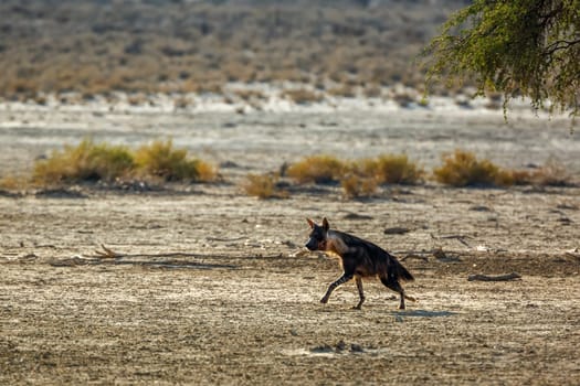 Brown hyena running in dry land in Kgalagadi transfrontier park, South Africa; specie Parahyaena brunnea family of Hyaenidae