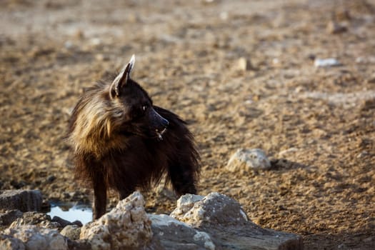 Brown hyena drinking at waterhole in Kgalagadi transfrontier park, South Africa; specie Parahyaena brunnea family of Hyaenidae