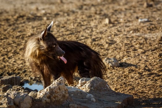 Brown hyena drinking at waterhole in Kgalagadi transfrontier park, South Africa; specie Parahyaena brunnea family of Hyaenidae