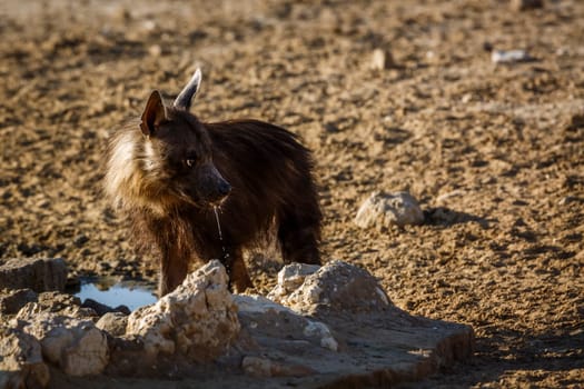 Brown hyena drinking at waterhole in Kgalagadi transfrontier park, South Africa; specie Parahyaena brunnea family of Hyaenidae