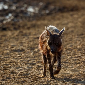 Brown hyena injured walking front view on dry land in Kgalagadi transfrontier park, South Africa; specie Parahyaena brunnea family of Hyaenidae