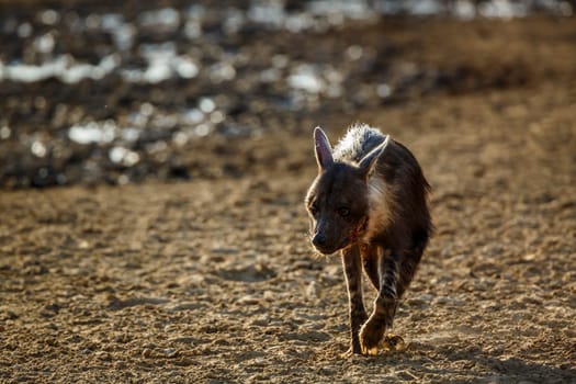 Brown hyena injured walking front view on dry land in Kgalagadi transfrontier park, South Africa; specie Parahyaena brunnea family of Hyaenidae