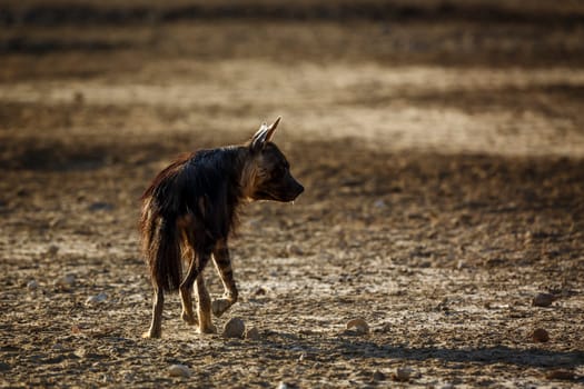 Brown hyena walking rear view on dry land in Kgalagadi transfrontier park, South Africa; specie Parahyaena brunnea family of Hyaenidae