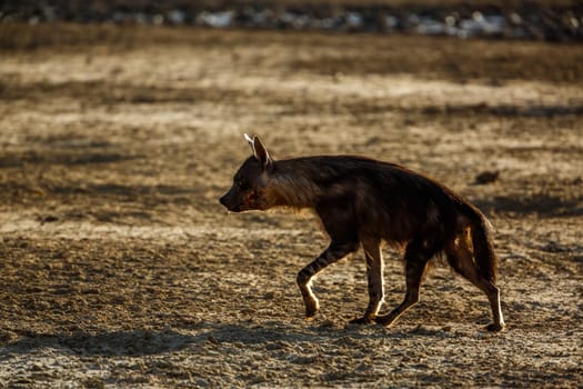 Brown hyena injured walking on dry land in Kgalagadi transfrontier park, South Africa; specie Parahyaena brunnea family of Hyaenidae