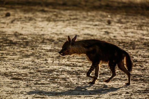 Brown hyena injured walking on dry land in Kgalagadi transfrontier park, South Africa; specie Parahyaena brunnea family of Hyaenidae