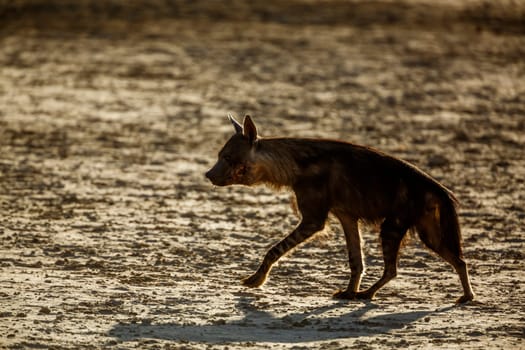 Brown hyena injured walking on dry land in Kgalagadi transfrontier park, South Africa; specie Parahyaena brunnea family of Hyaenidae