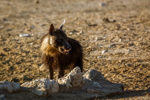 Brown hyena drinking at waterhole in Kgalagadi transfrontier park, South Africa; specie Parahyaena brunnea family of Hyaenidae