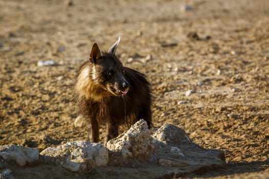 Brown hyena drinking at waterhole in Kgalagadi transfrontier park, South Africa; specie Parahyaena brunnea family of Hyaenidae