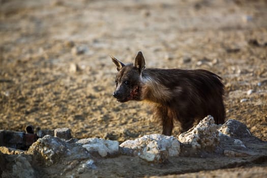 Brown hyena injured in jaw in Kgalagadi transfrontier park, South Africa; specie Parahyaena brunnea family of Hyaenidae