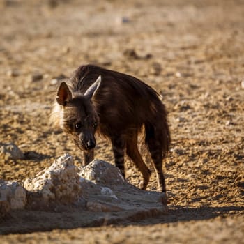 Brown hyena standing front view in dry land in Kgalagadi transfrontier park, South Africa; specie Parahyaena brunnea family of Hyaenidae