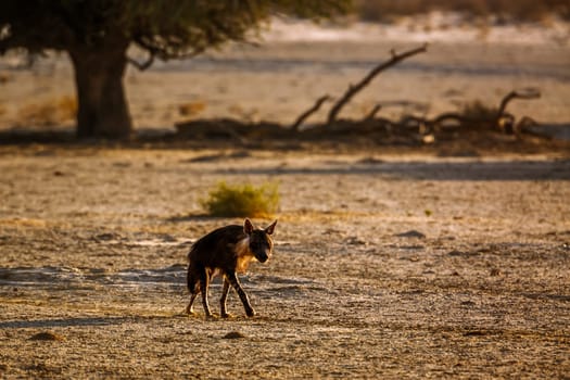 Brown hyena walking backlit in dry land in Kgalagadi transfrontier park, South Africa; specie Parahyaena brunnea family of Hyaenidae