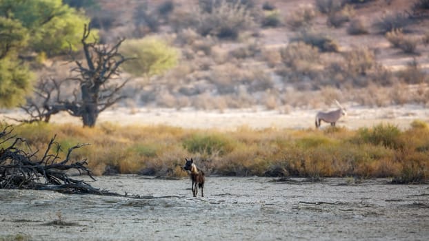 Brown hyena distant in scenery in Kgalagadi transfrontier park, South Africa; specie Parahyaena brunnea family of Hyaenidae