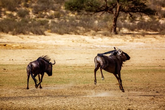 Two Blue wildebeest challenging scratching sand in Kgalagadi transfrontier park, South Africa ; Specie Connochaetes taurinus family of Bovidae